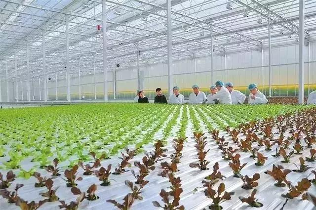 中国2.2亿农民干不过荷兰22万农民?荷兰农业发达的秘密就在这