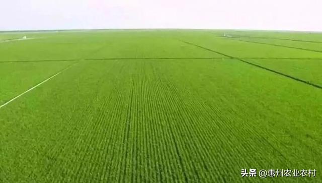 行业深度|中国农业基本现状和发展趋势