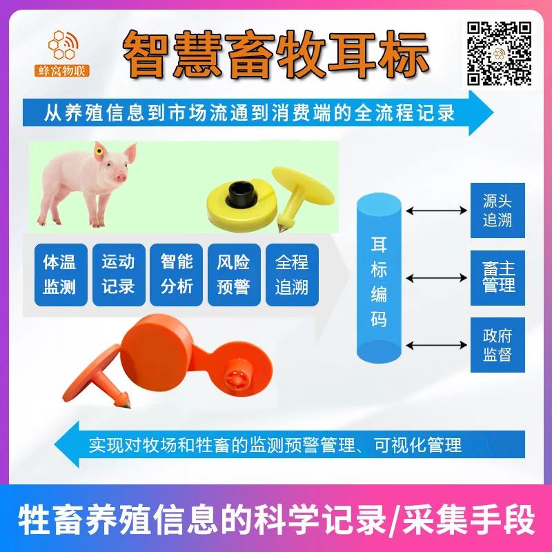 一个人 年养万头猪 蜂窝物联智能养殖技术创造奇迹